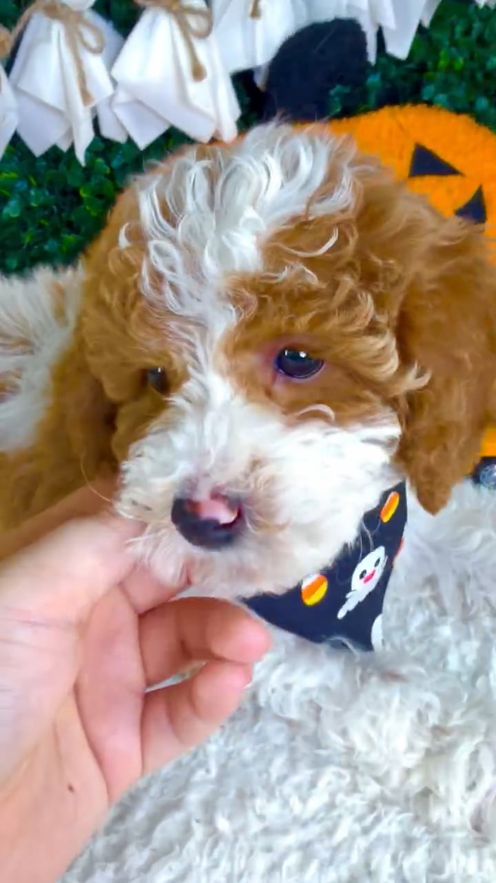Male Mini Poodle puppy named Trick for sale at Puppy Dreams - Garland. video thumbnail
