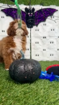Female Mini Goldendoodle puppy named Ginger for sale at Puppy Dreams - Carrollton. video thumbnail