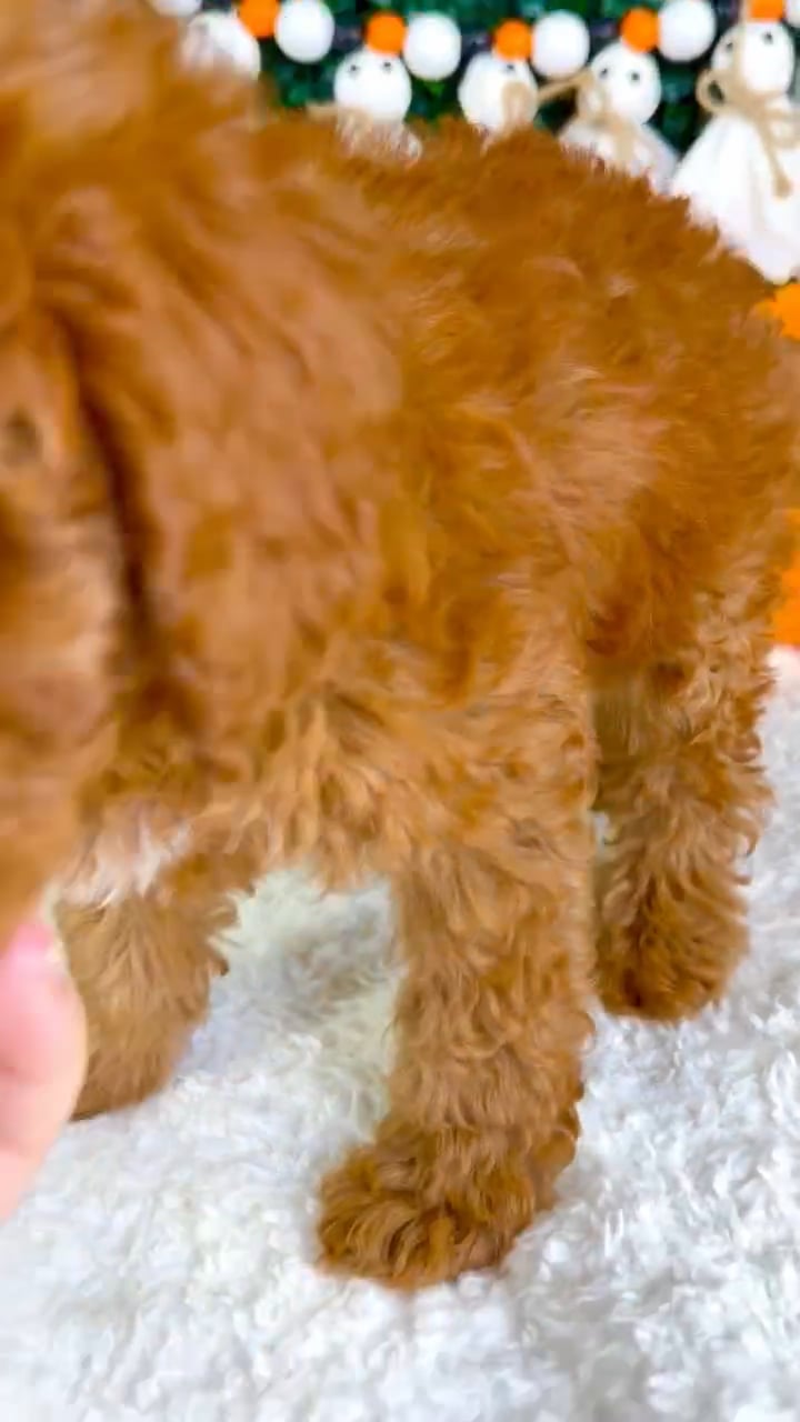 Female Mini Poodle puppy named Treat for sale at Puppy Dreams - Garland. video thumbnail
