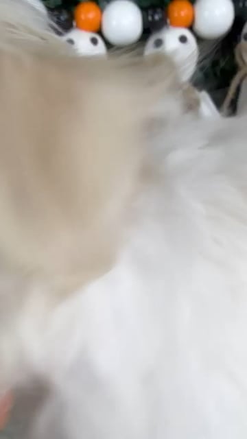 Female Maltese puppy named Candy for sale at Puppy Dreams - Garland. video thumbnail