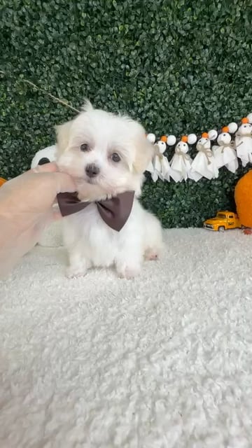 Male Maltese puppy named Zero for sale at Puppy Dreams - Garland. video thumbnail