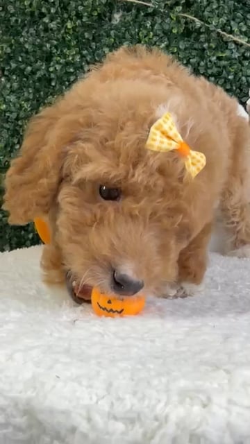 Female Mini Goldendoodle puppy named Maple for sale at Puppy Dreams - Garland. video thumbnail