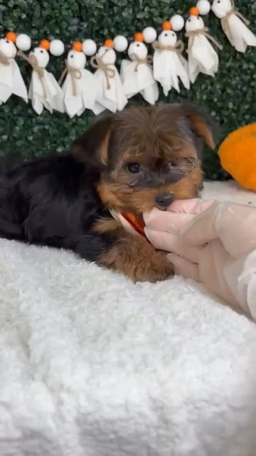 Male Yorkie puppy named Binx for sale at Puppy Dreams - Garland. video thumbnail