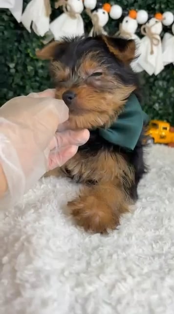 Male Yorkie puppy named Chucky for sale at Puppy Dreams - Garland. video thumbnail