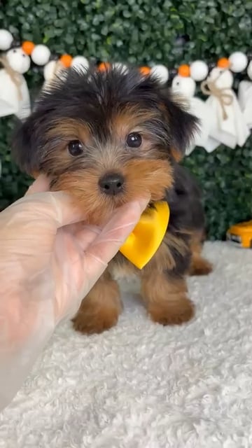 Male Yorkie puppy named Myers for sale at Puppy Dreams - Garland. video thumbnail
