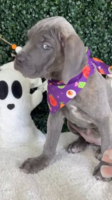 Female Cane Corso puppy named Twilight for sale at Puppy Dreams - Garland. video thumbnail