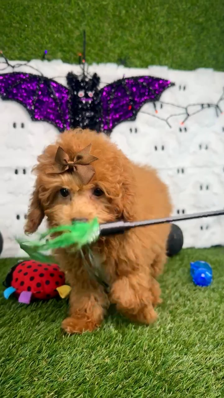 Female Mini Poodle puppy named Cinnamon for sale at Puppy Dreams - Carrollton. video thumbnail