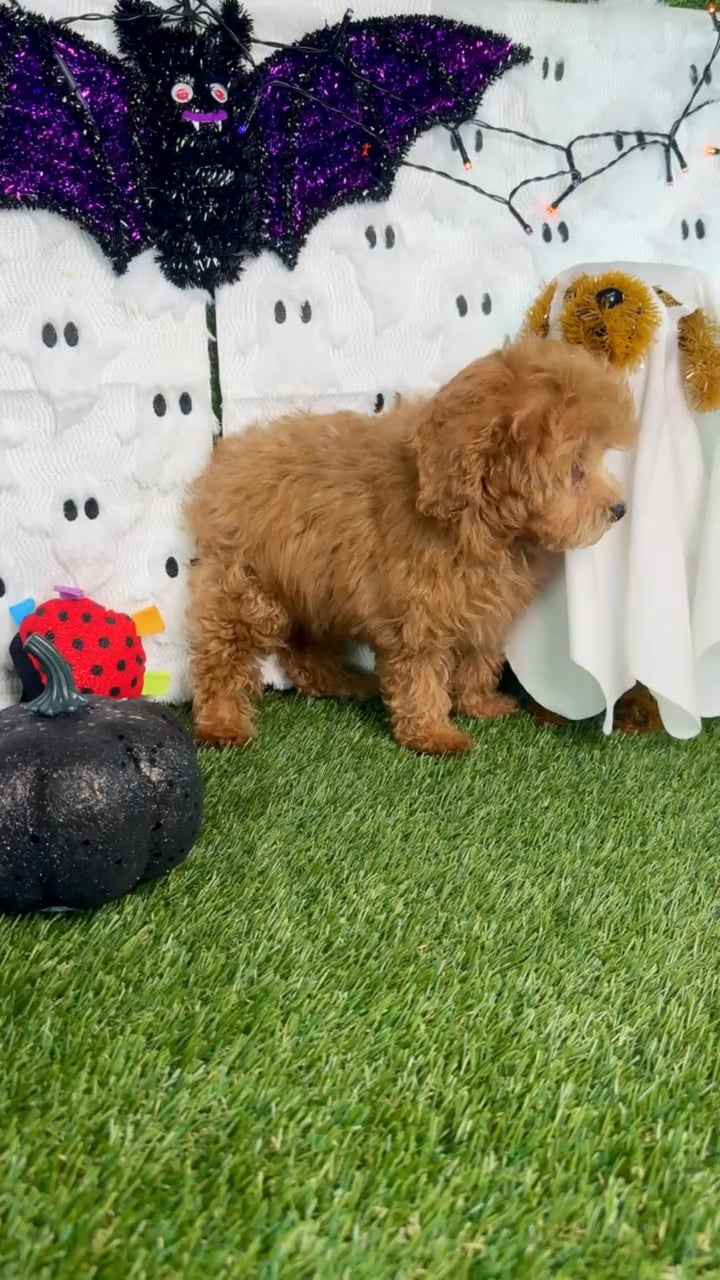 Female Mini Poodle puppy named Millie for sale at Puppy Dreams - Carrollton. video thumbnail