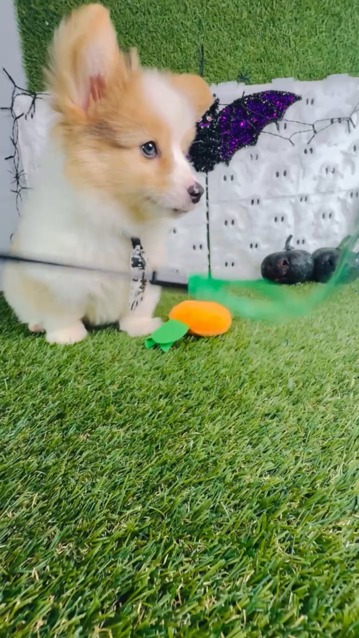 Male Pembroke Welsh Corgi puppy named Meatball for sale at Puppy Dreams - Carrollton. video thumbnail