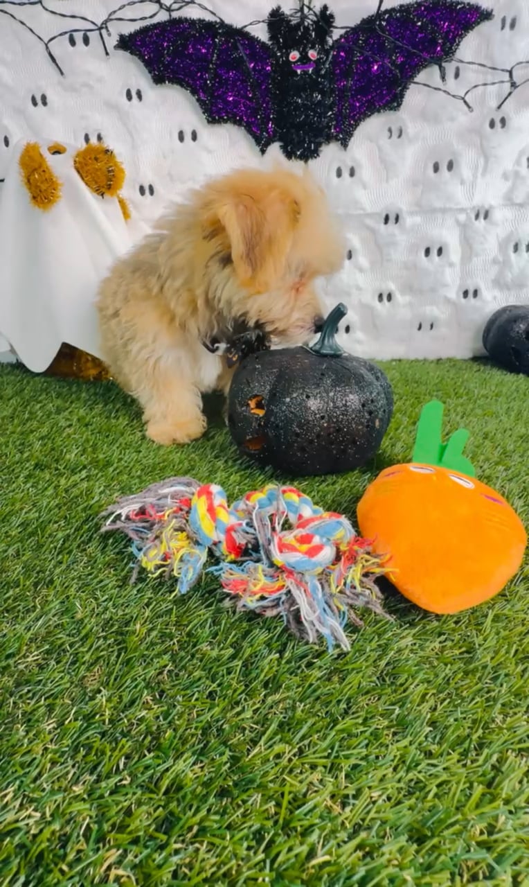 Male Yochon puppy named Jax for sale at Puppy Dreams - Carrollton. video thumbnail