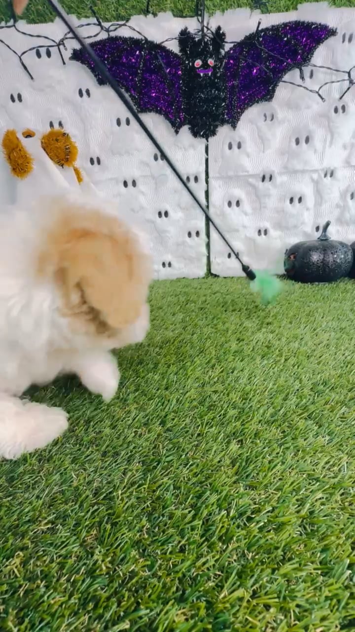 Male Maltipoo puppy named Nugget for sale at Puppy Dreams - Carrollton. video thumbnail