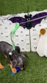 Male Min Pin puppy named Max for sale at Puppy Dreams - Carrollton. video thumbnail