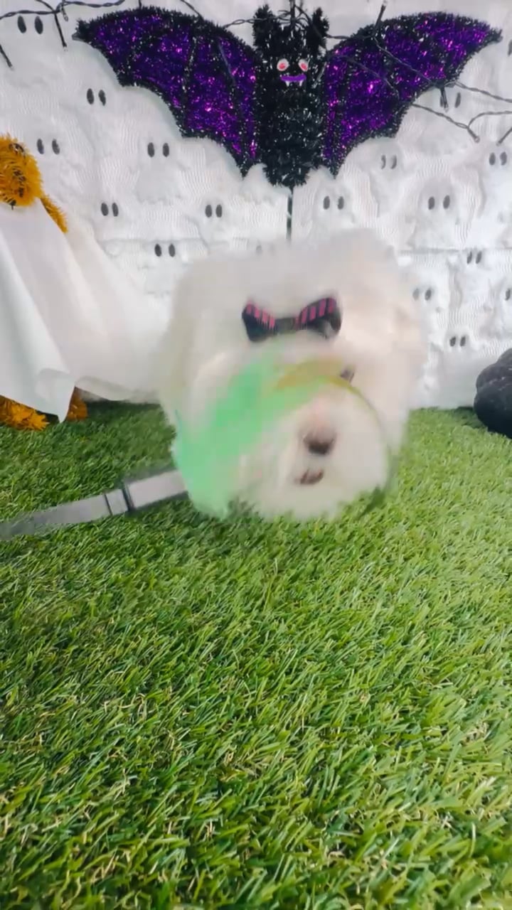 Female Maltese puppy named Casper for sale at Puppy Dreams - Carrollton. video thumbnail