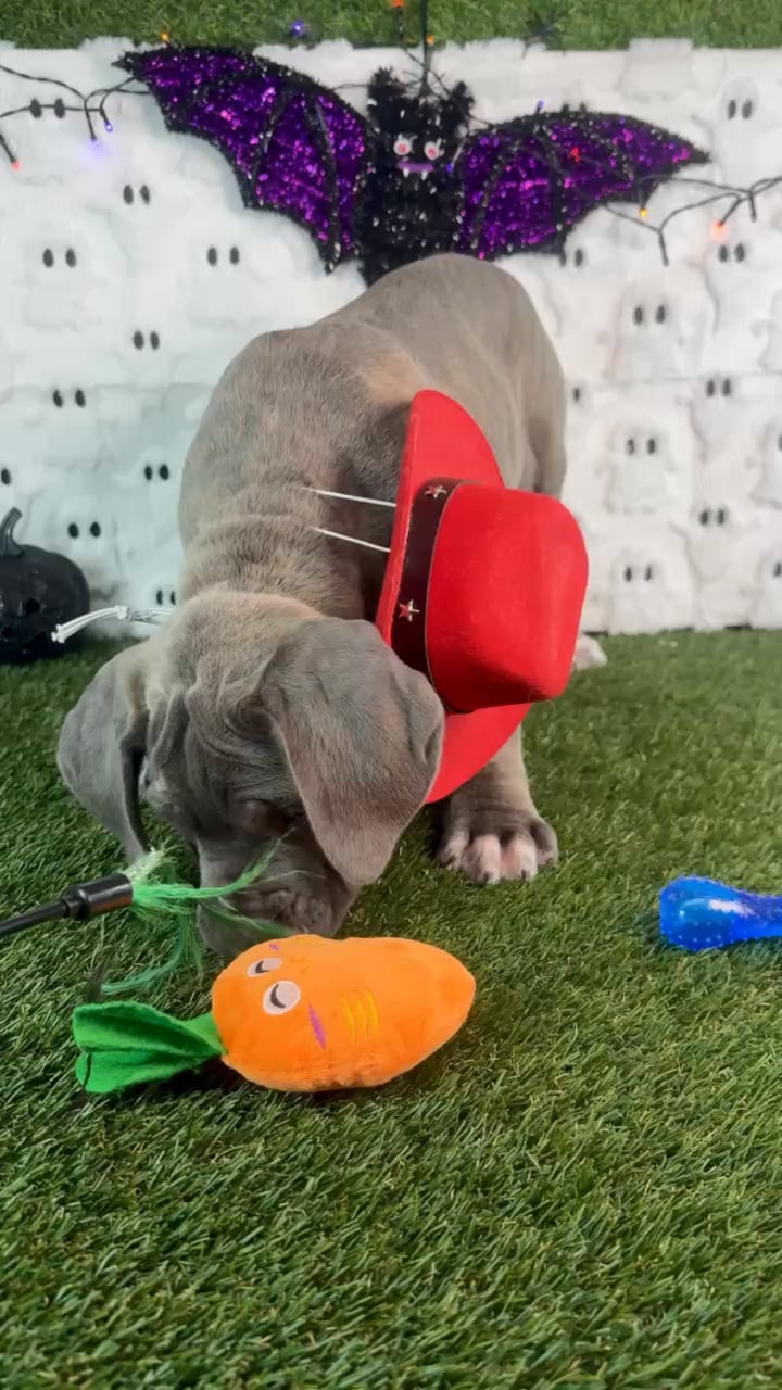 Male Cane Corso puppy named Slate for sale at Puppy Dreams - Carrollton. video thumbnail