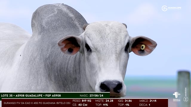 Lote 35
