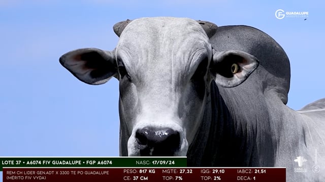 Lote 37