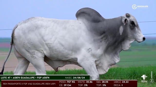 Lote 47