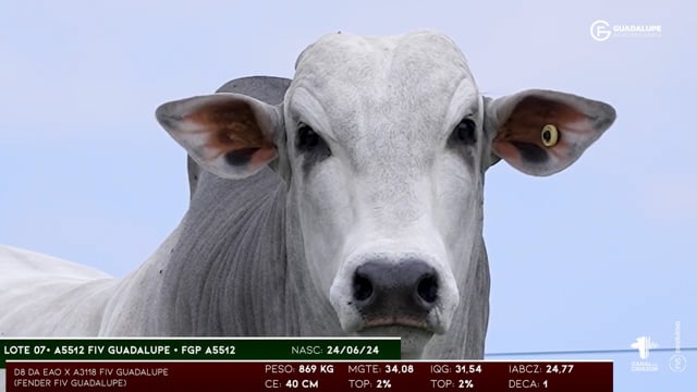 Lote 07