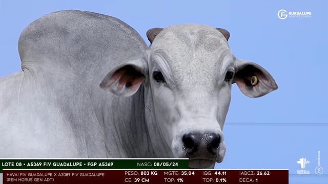 Lote 08