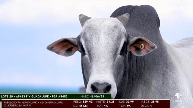 Lote 20