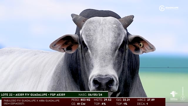Lote 22