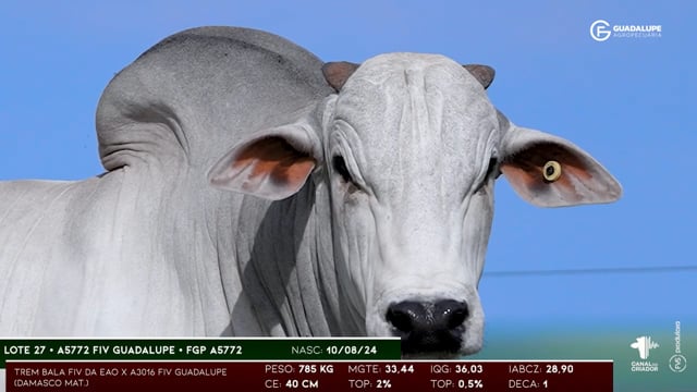Lote 27