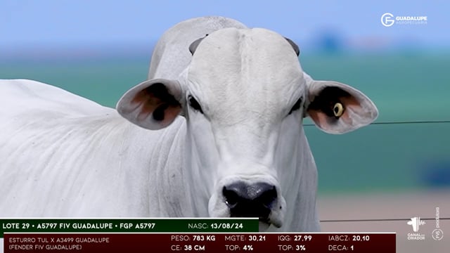 Lote 29