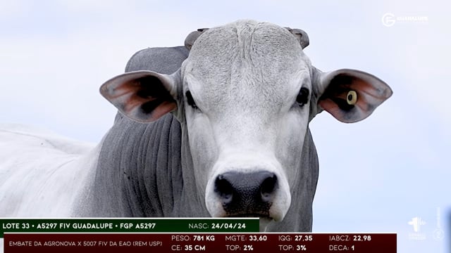 Lote 33