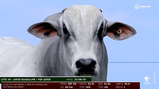 Lote 34