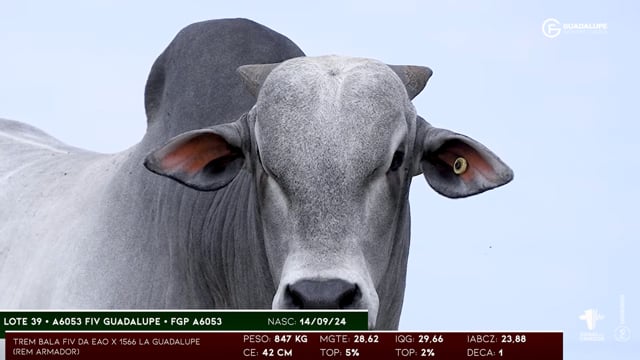 Lote 39