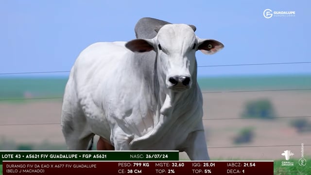 Lote 43