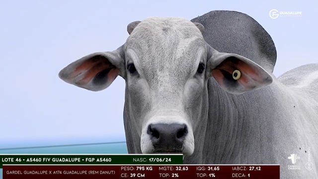 Lote 46