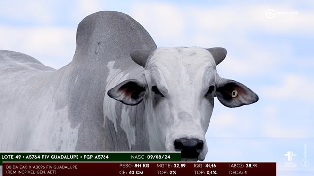 Lote 49