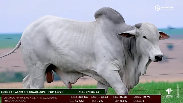 Lote 52