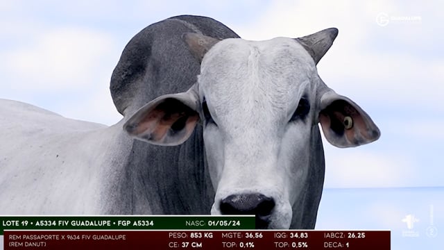 Lote 19