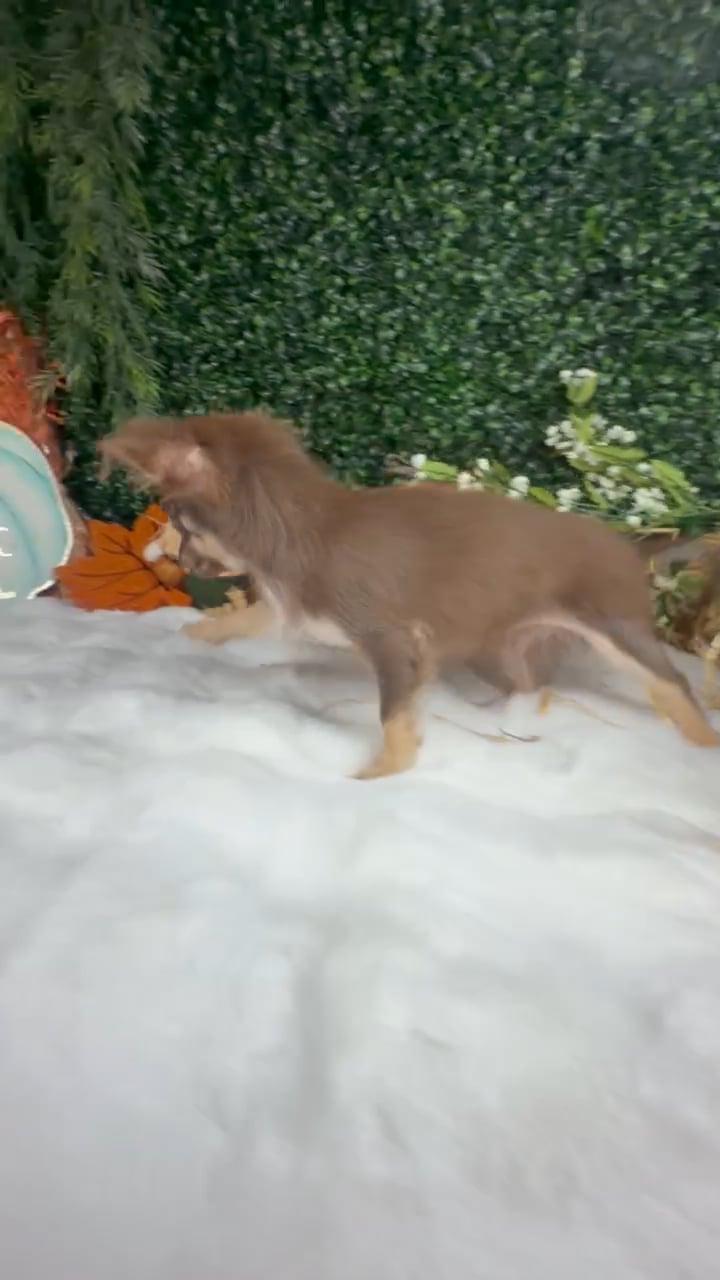 Male Chihuahua puppy named Rupert for sale at Puppy Dreams - Denton. video thumbnail