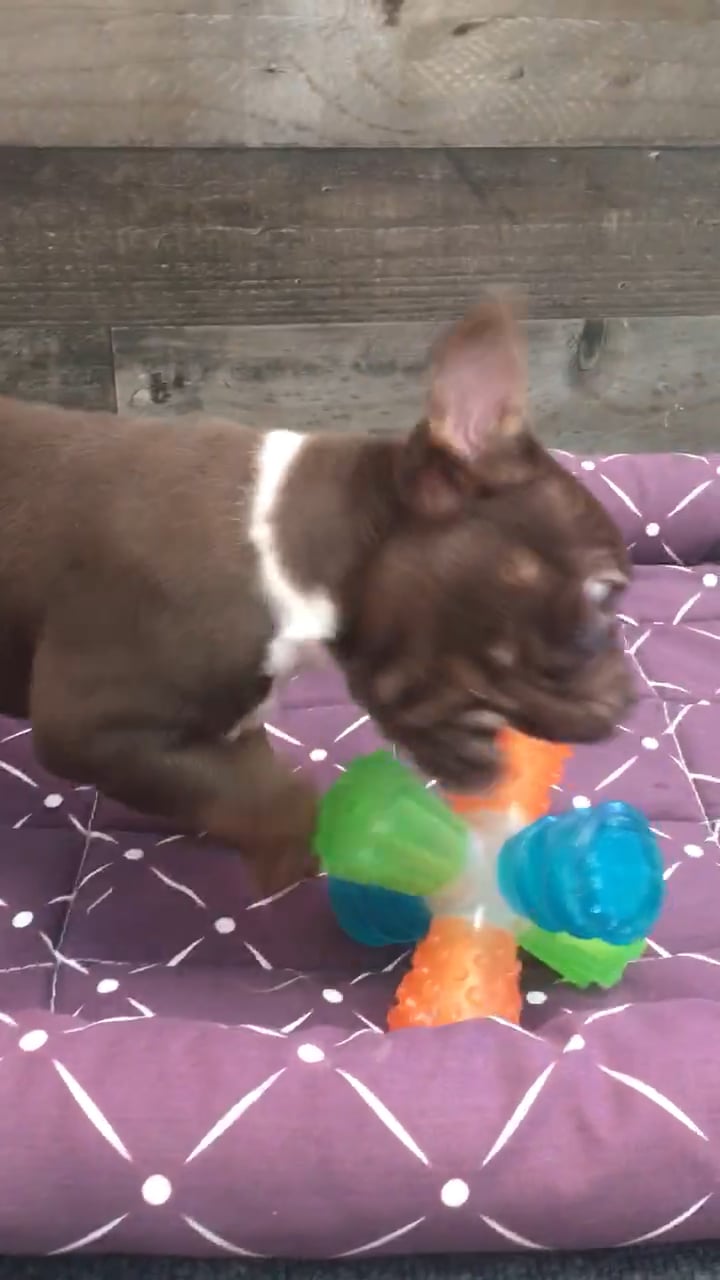 Male Frenchstons puppy named Uno for sale at The Family Puppy-Novi. video thumbnail