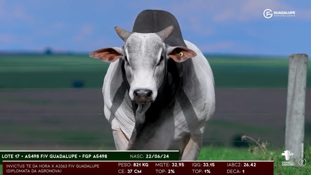 Lote 17