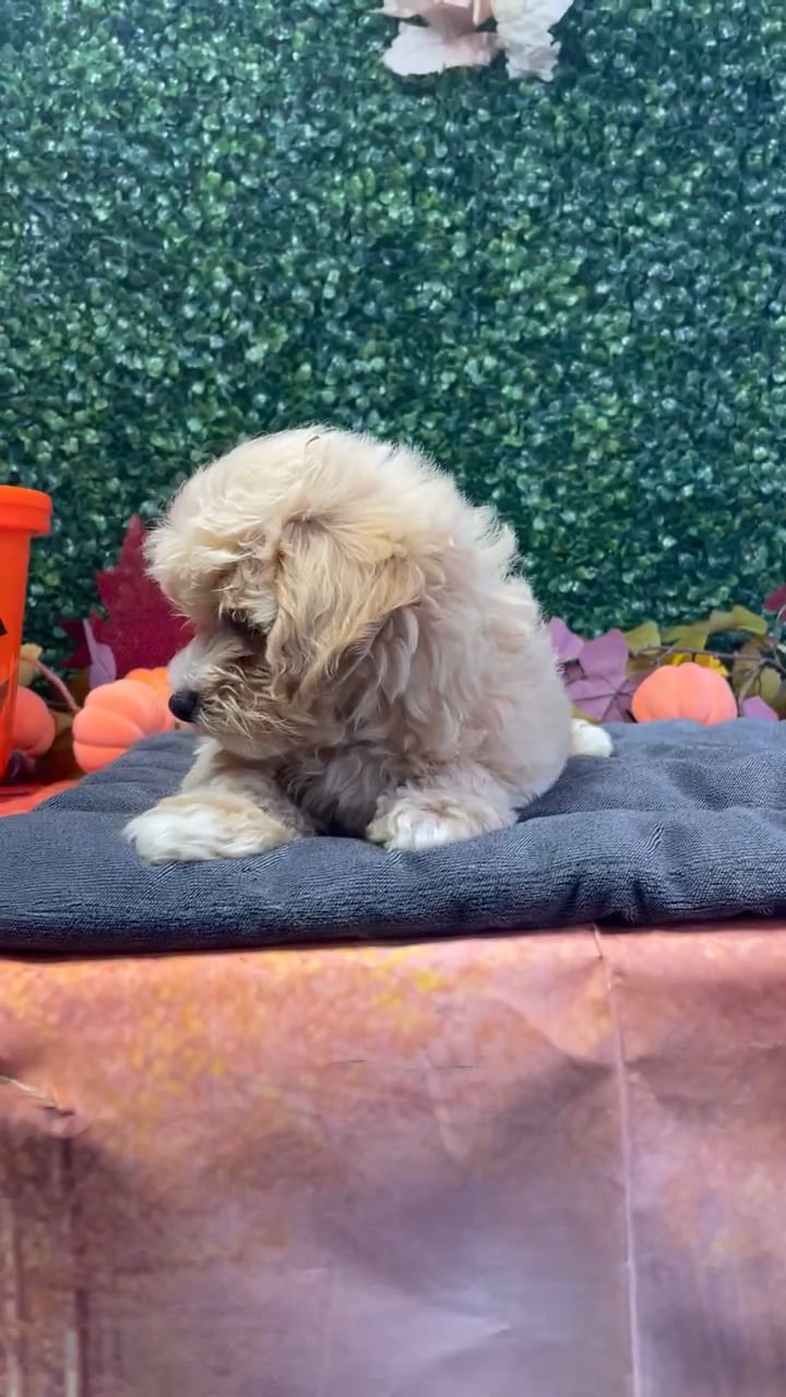 Female Maltipoo puppy named Vikki for sale at Puppy Dreams - West Little Rock. video thumbnail