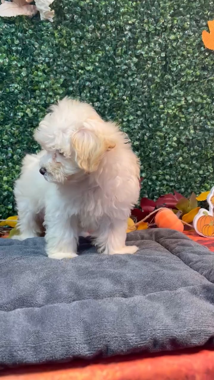 Female Maltipoo puppy named Trixie for sale at Puppy Dreams - West Little Rock. video thumbnail