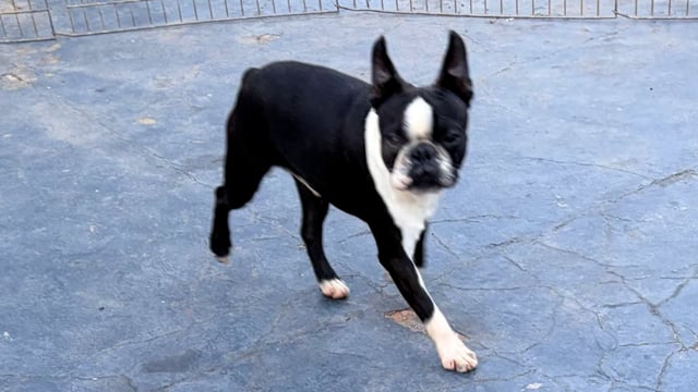 Lote 33