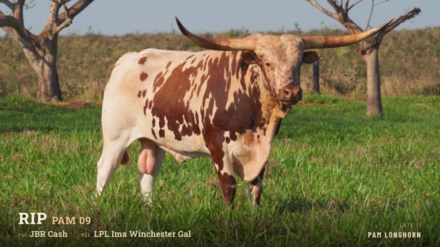 Lote 26