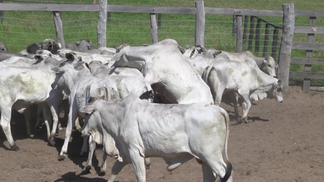 Lote 22