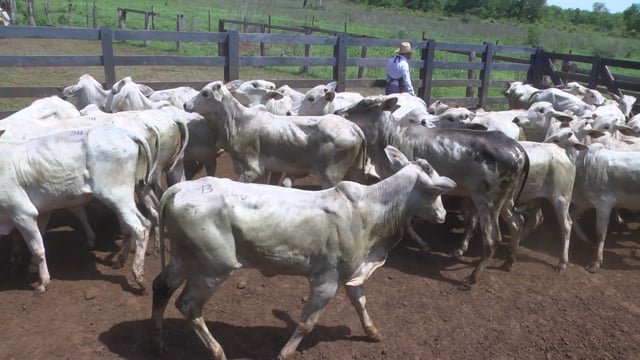 Lote 24