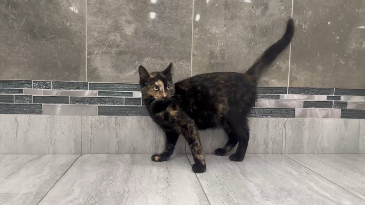 Female Domestic Short Hair kitten for sale at New Haven. video thumbnail