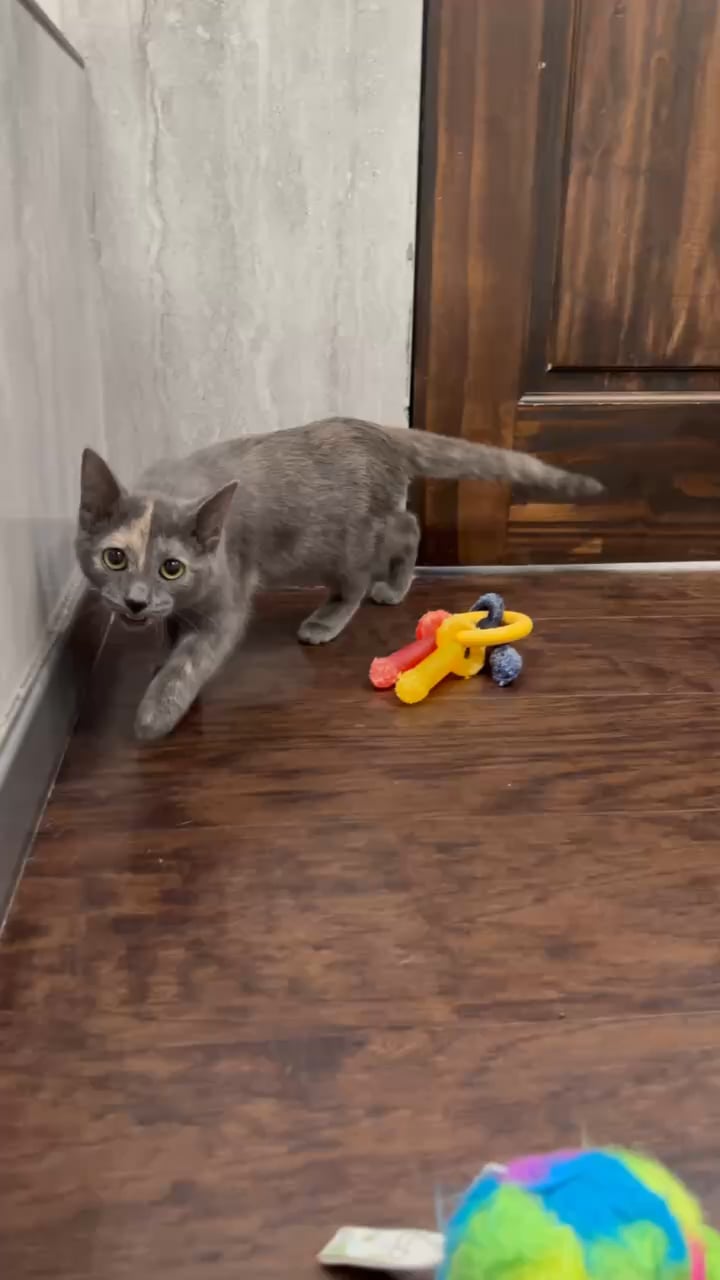 Female Domestic Short Hair kitten for sale at New Haven. video thumbnail