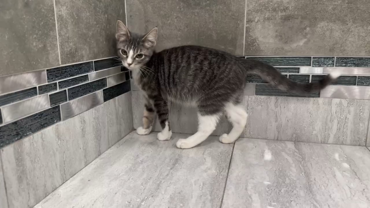 Male Domestic Short Hair kitten for sale at New Haven. video thumbnail