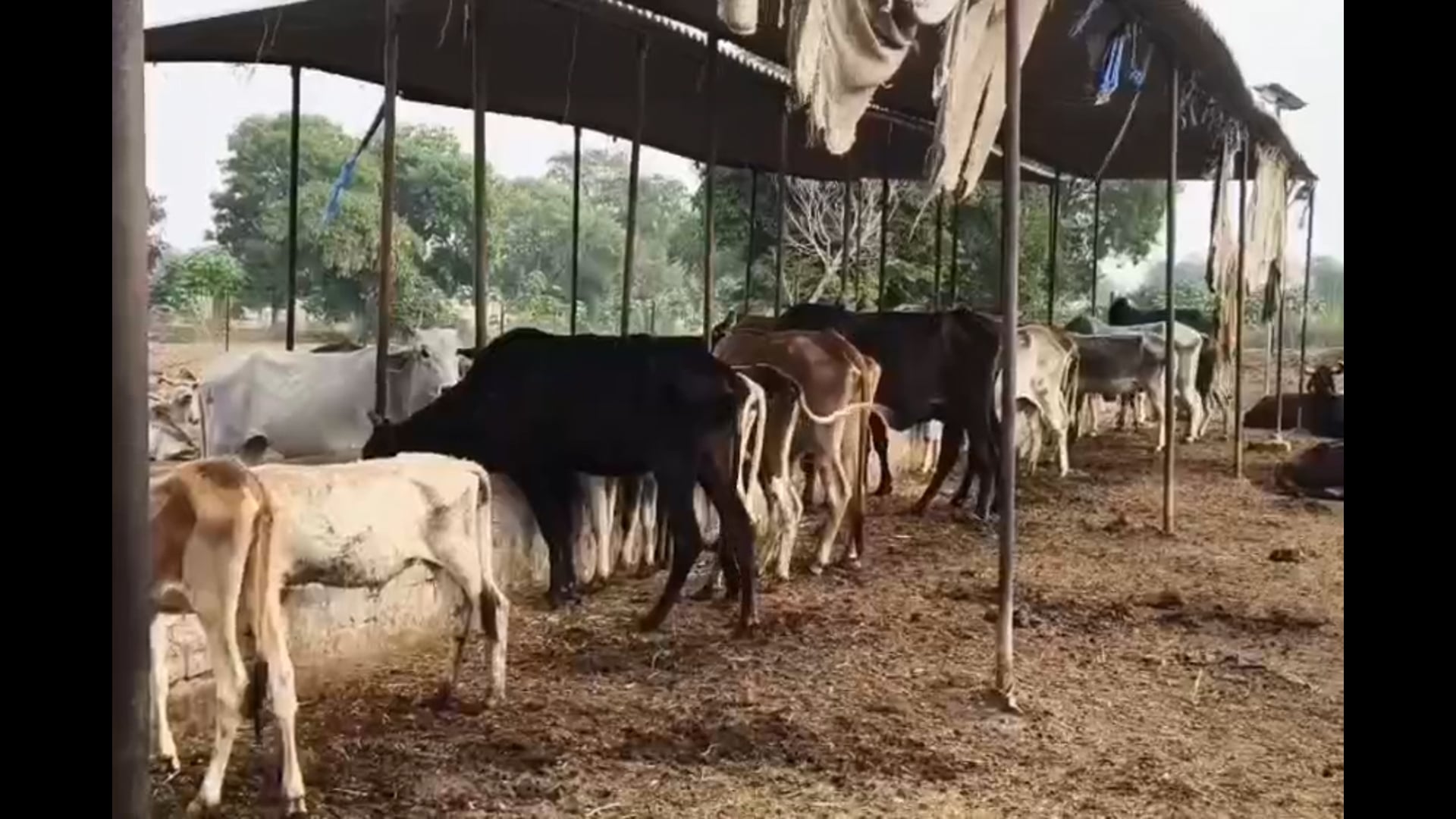 कहां गांव के हनुमान मंदिर में चढ़ाया गया 11 किलो का प्रसादी चोला हुआ ब्राह्मण भोज