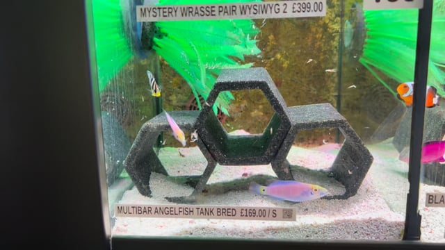 Mystery Wrasse Pair WYSIWYG 2 video