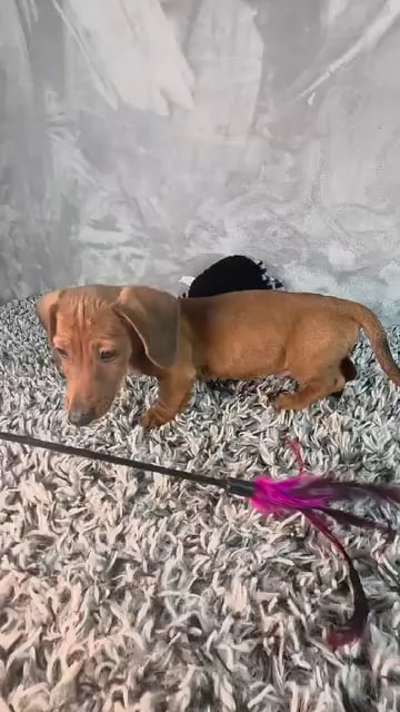 Male Dachshund puppy named Dracula for sale at Puppy Dreams - Junction City. video thumbnail